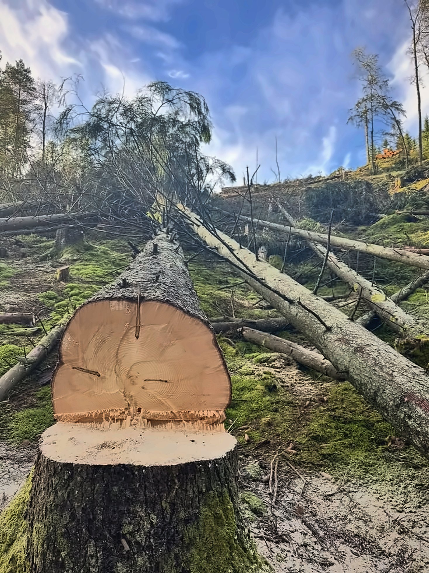 Nyfelt gran med rent sagsnitt på stubben, i en skogsli med blå himmel.