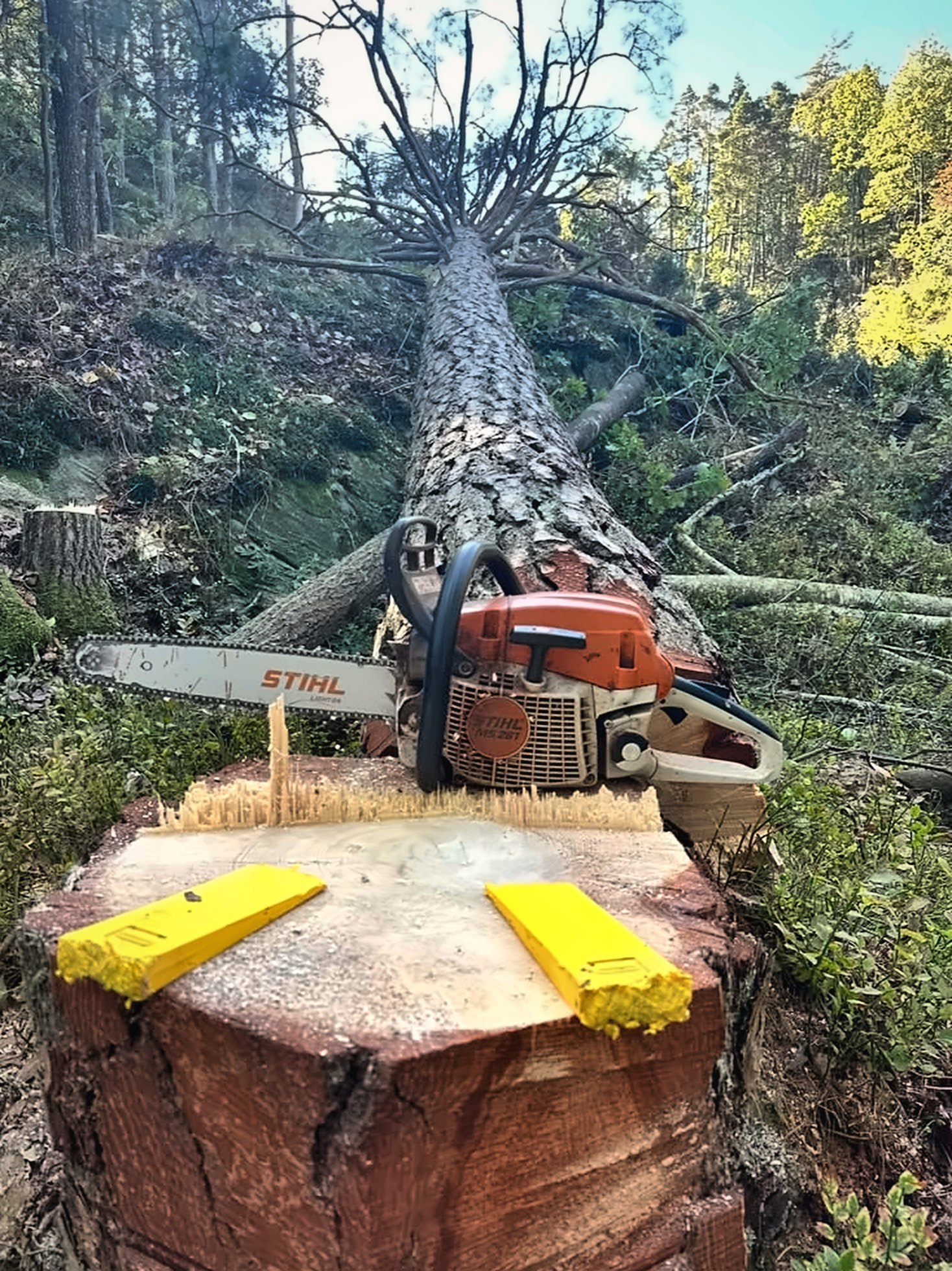 Motorsag og to gule fellekiler på en fersk stubbe foran en nyfelt furu i skogen.